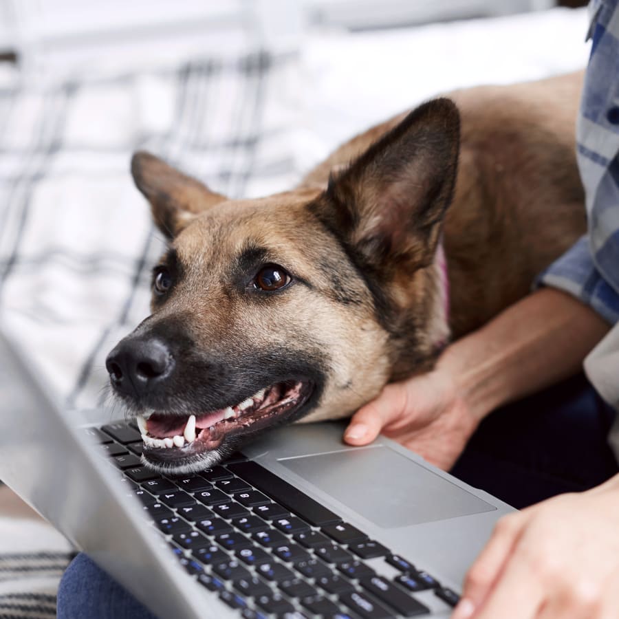 Cold Laser Therapy for Dogs in New Hope